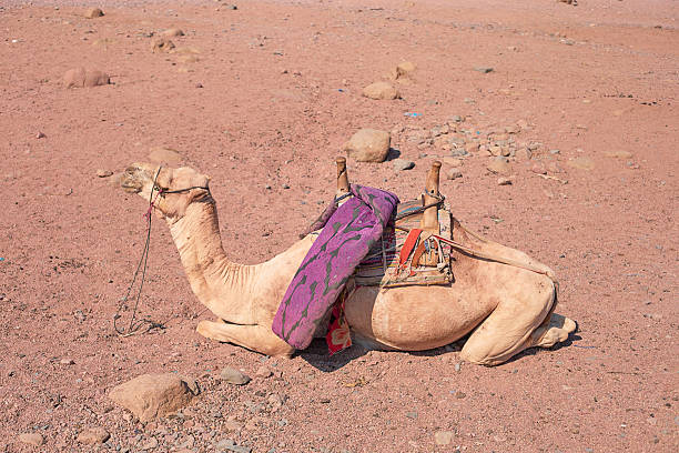 Camels resting in the sand of the Egyptian desert near the pyramids in Giza.
