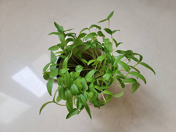 mung bean seedlings in pots on the windowsill