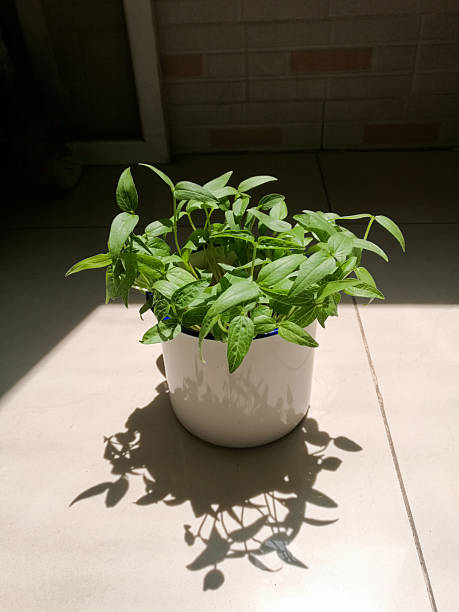 mung bean seedlings in pots on the windowsill