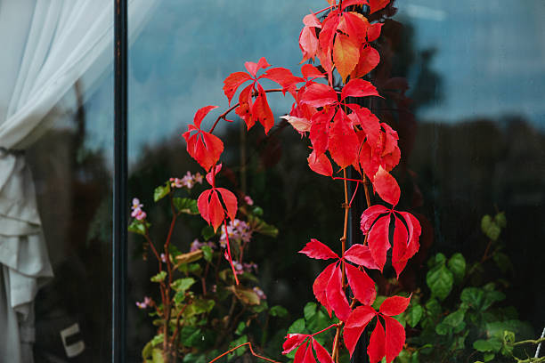 Red autumn vine leaves against window reflection with soft curtain detail.