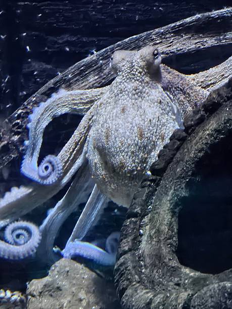 istock close up of an octopus 2249288422