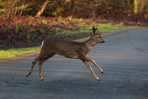 istock Young deer leaping across a forest road. 2249288571