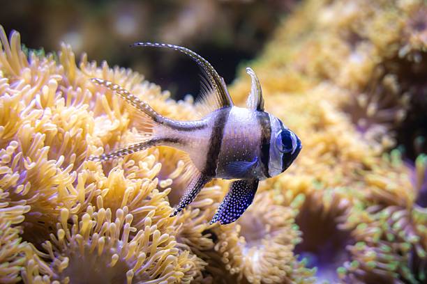istock Vibrant fish in colorful coral reef 2249288579