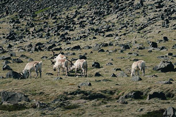 A herd of reindeer grazing on a rocky hillside in a natural landscape.