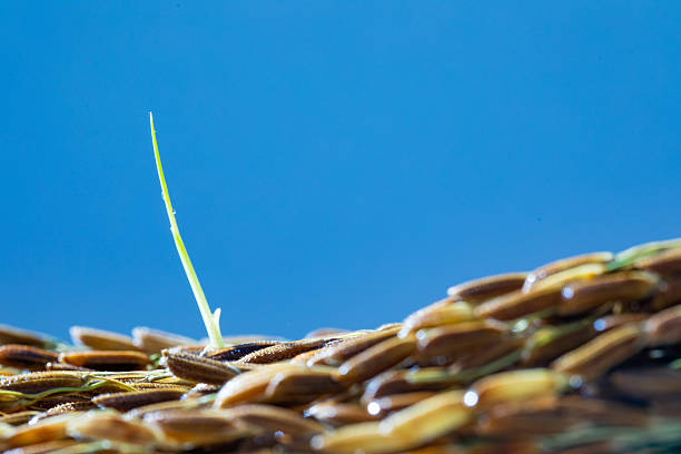 Rice on white Background