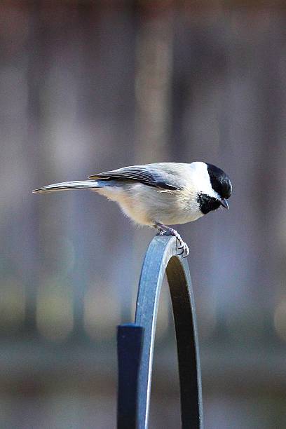 istock Black-capped chickadee perched on a metal arch. 2249289320