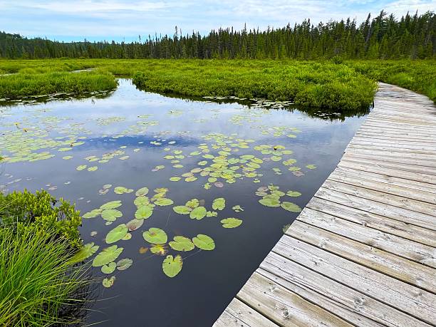 istock Serene Boardwalk Over Pond with Lily Pads 2249289327