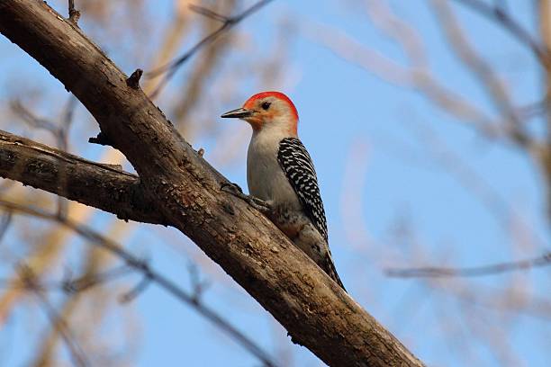 istock Red-bellied woodpecker on a tree branch. 2249289348