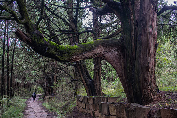 A backpacker is walking along ancient Shu Road(historical transportation route in Sichuan), Guangyuan, Sichuan Province, China, with thousand-year-old cypress trees around.