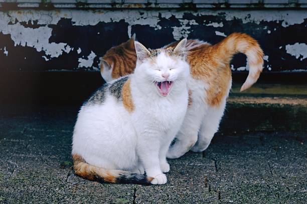 Portrait of two funny kitten sitting outdoors. Horizontal image with selective focus.