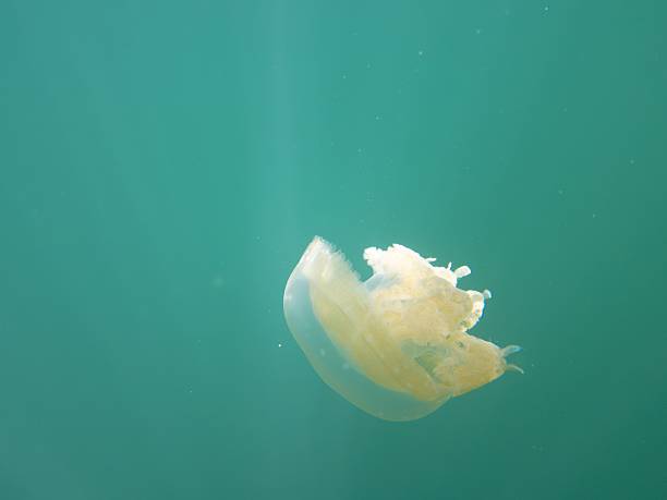 istock Jellyfish floating in clear ocean water. 2249293013