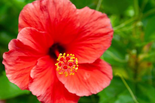 istock Vibrant Red Hibiscus Close-Up 2249293035