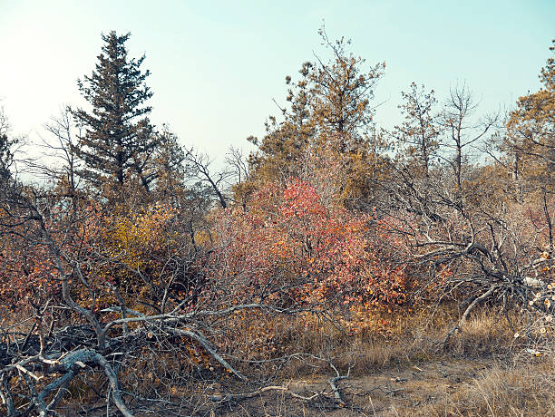 Autumn forest view in the morning