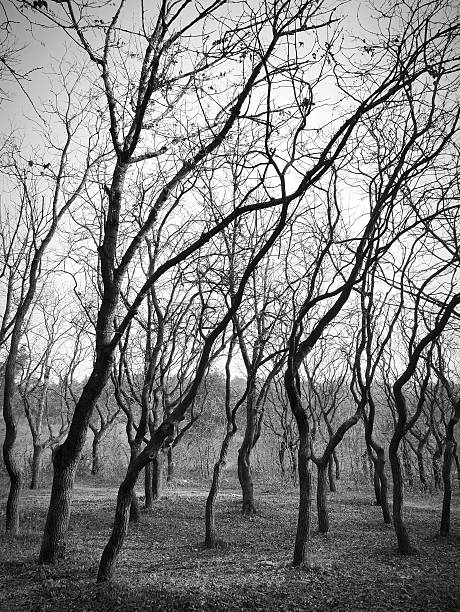 istock Autumn forest in black and white 2249293900