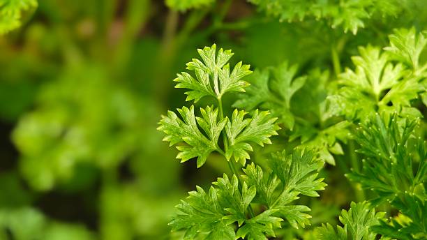 istock Parsley growing in the garden. 2249294971