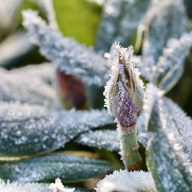 istock Garden plant bud covered in hoarfrost, enduring cold winter temperatures, crystals forming on leaves and stem 2249295848