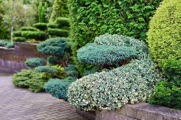 istock A well maintained garden bed featuring diverse evergreen shrubs, including variegated and coniferous plants, sculpted for aesthetic appeal along a brick path. 2249295856