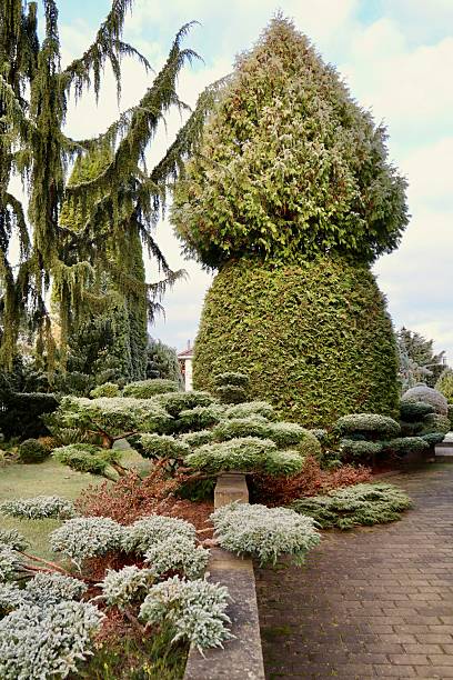 istock Formal topiary garden in winter with cone shaped evergreen trees and frosted shrubs creating an elegant landscape design 2249295873