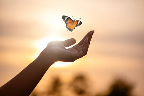 istock Butterfly Resting on Finger Tip Against Golden Sunset Sky. Butterfly resting finger tip hand touch freedom inspiration nature concept hope serenity golden sunset sunrise silhouette sky background animal wildlife sensitive emotional moment. 2249296110