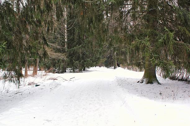 Narrow snow-covered forest path or trail during winter, flanked by dense dark green coniferous and deciduous trees on a cold, overcast day