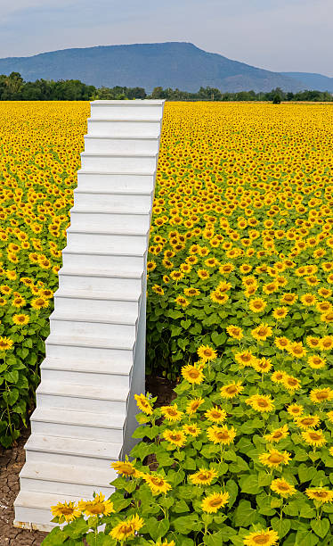 The sunflower garden is in full bloom and there is a white staircase in the middle of the garden.