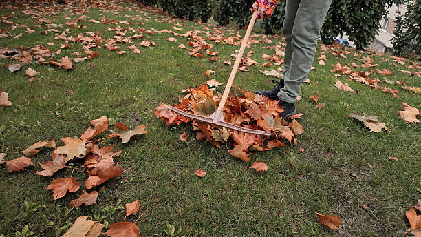 istock Man cleaning garden from fallen autumn leaves. 2249300017