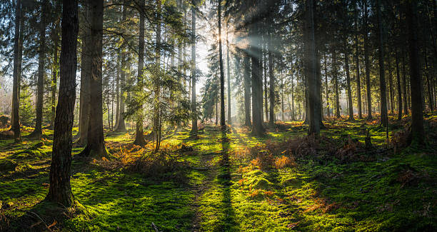 istock Sunbeams shining through trees idyllic forest glade panorama 2249304289
