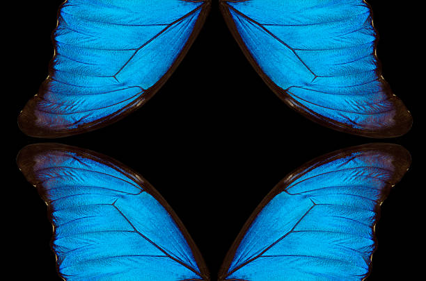 istock Wings of a butterfly Morpho texture background. Morpho butterfly. Copy space 2249308289