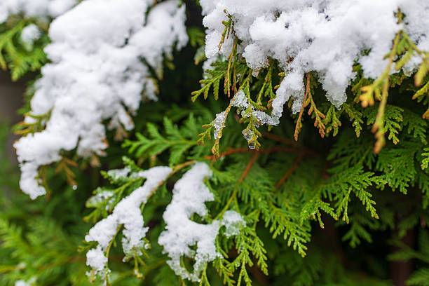 istock Snow-covered evergreen branch with melting ice 2249308406