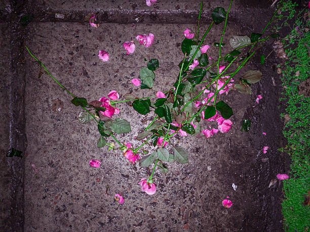 Pink rose stems and scattered petals lying on rough, wet concrete pavement next to a strip of green grass, symbolizing forgotten beauty, lost love, and the end of something once cherished