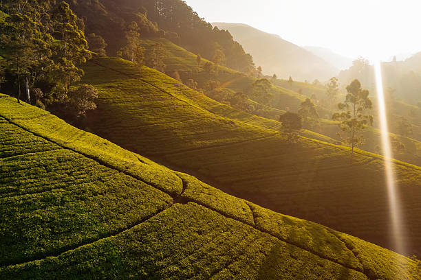 istock Scenic Sunrise Light Over Terraced Tea Fields In Tropical Mountains 2249315050
