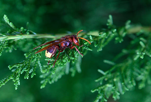 Paper wasp covered in dew sitting on green leaf