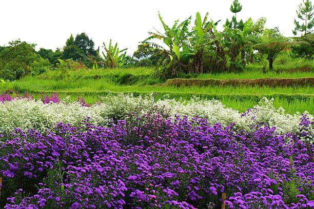Mixed purple and white flowers growing in a tropical field. Natural floral landscape with lush greenery and open countryside view.