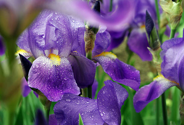 istock iris flowers on a flower bed in the park 2249315972