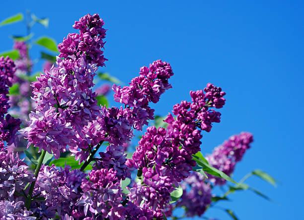istock Flowering branches of lilac. Spring flowers. 2249316410