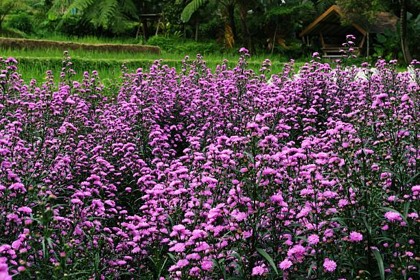istock Pink Aster Flower Field with Green Background 2249316421