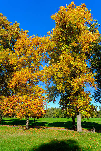 istock The Monza park at October 2249316490