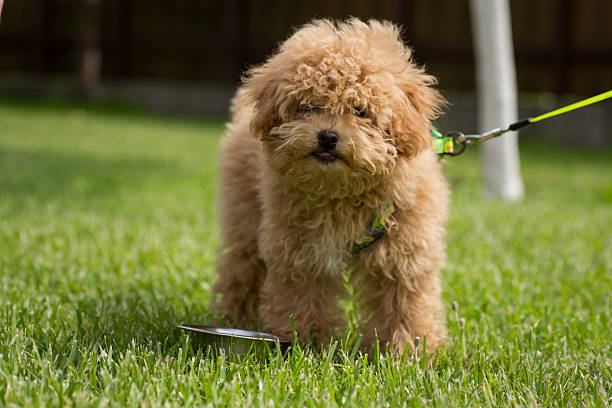 istock A white puppy with curly hair resting on the grass 2249316887