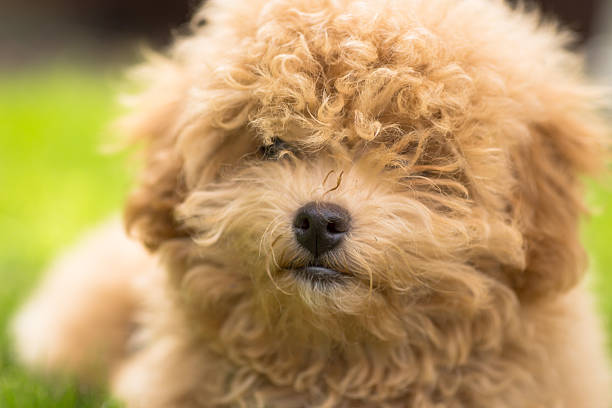 A small Maltipoo lies calmly on a leash in the park.