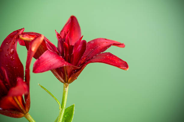 Lush red lilies with green background without shadows.