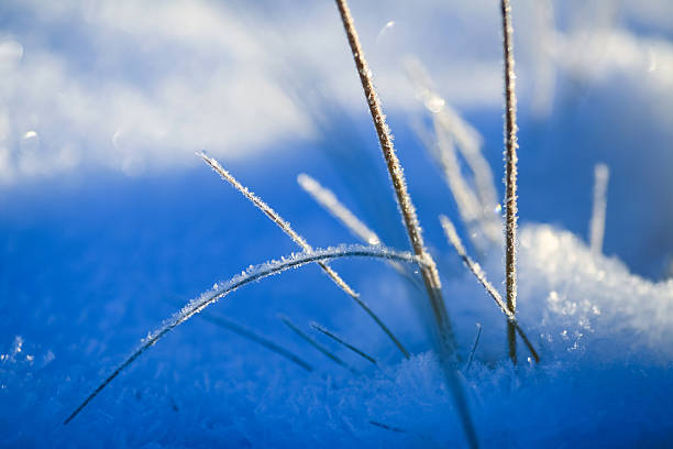 Plants and grass covered with frost in the autumn