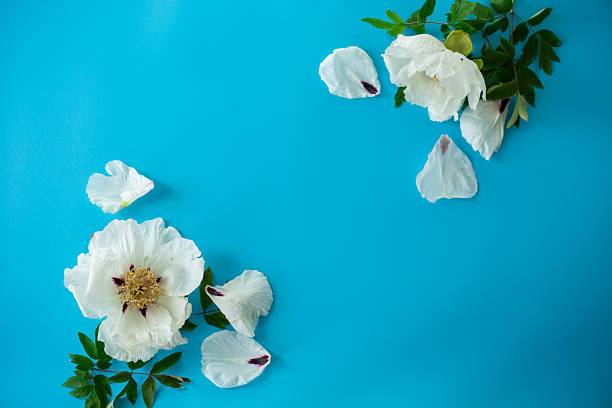 White large tree-like peony flower on a blue background. Top view. Clean space for text.