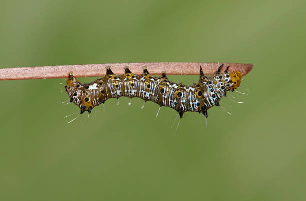 istock Eight-spotted forester caterpillar insect Alypia octomaculata on grape plant stem. 2249319081