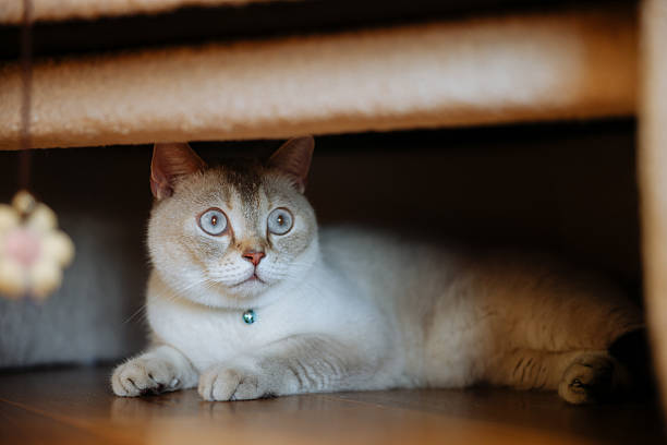 istock Close up on a tiny British shorthair blue kitten 2249320732