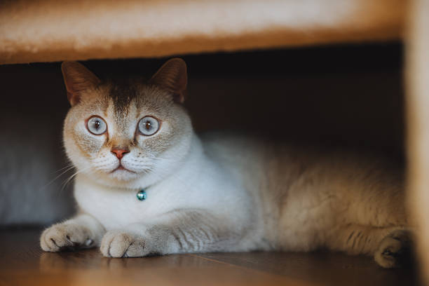 istock Close up on a tiny British shorthair blue kitten 2249320908