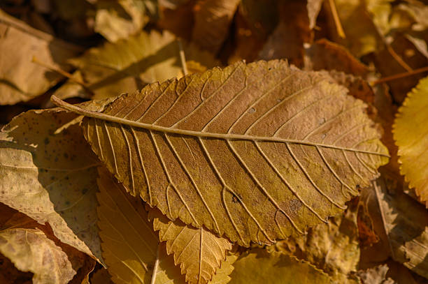 Surface detailing of fallen elm leaves: veins, serrated edges and seasonal color changes. Natural beauty of decay in minute details.