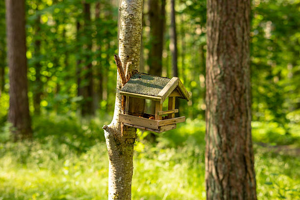 A beautiful bird feeder house in the forest. Seasonal woodlands scenery in Latvia, Europe.