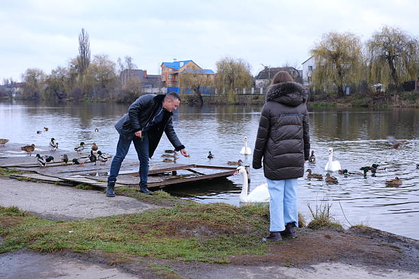 istock daughter father man feeds a swan that is floating on the river with his hand 2249322724
