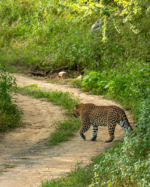 istock wild male leopard or panthera pardus on territtory stroll walking crossing forest track during monsoon season safari in natural scenic green background kanha national park reserve madhya pradesh india 2249322955