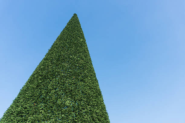 Large green pine tree with lush leaves stands prominently against a bright blue sky, serving as a clear and decoration-free natural backdrop.